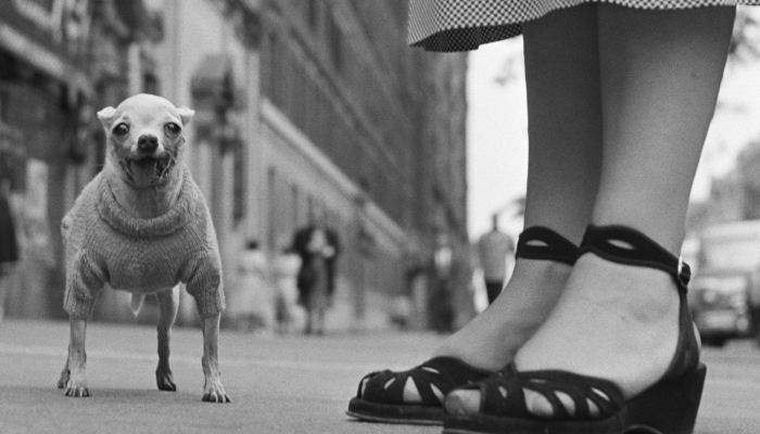 Hors les murs : Venez découvrir l’héritage du photographe légendaire Elliott Erwitt !