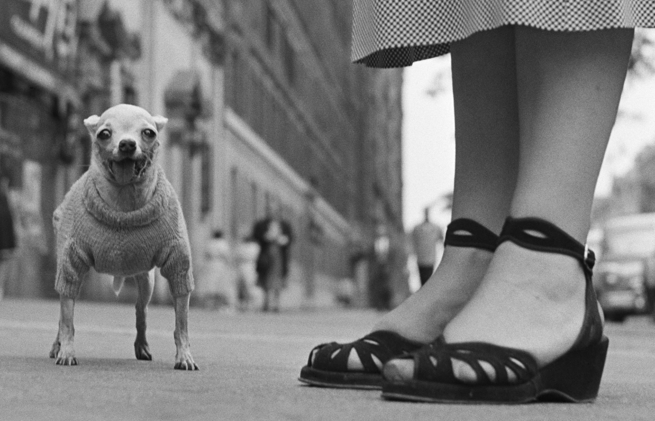 Hors les murs : Venez découvrir l’héritage du photographe légendaire Elliott Erwitt !